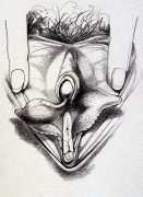 Butterfly vulva 1